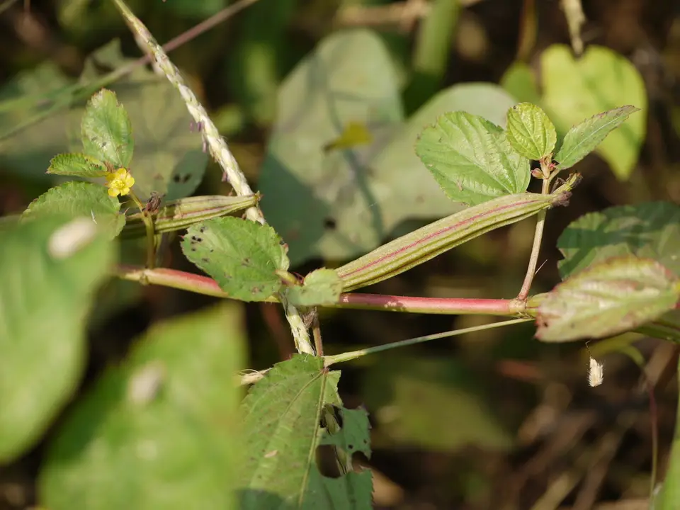 Jute (Corchorus olitorius)