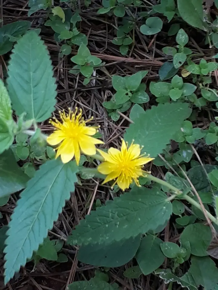 Orinoco Jute (Corchorus orinocensis)