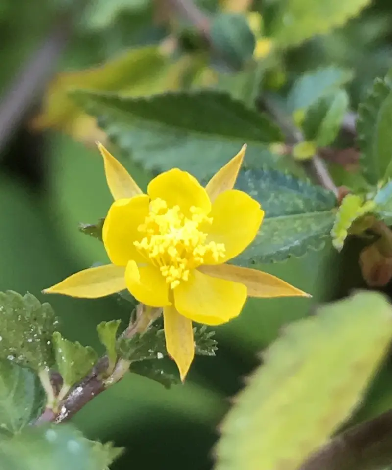 Slippery Burr (Corchorus siliquosus)