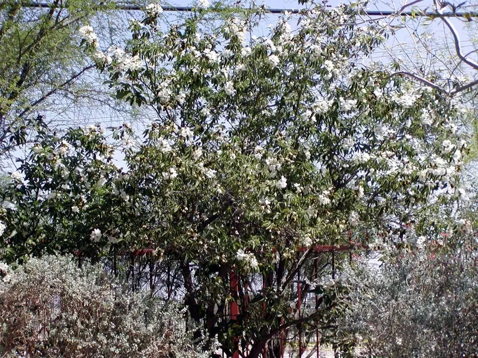 Anacahuita (Cordia boissieri)