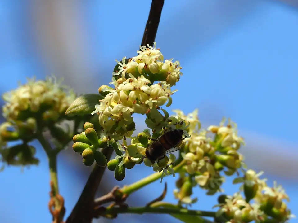 Clammy Cherry (Cordia dichotoma)