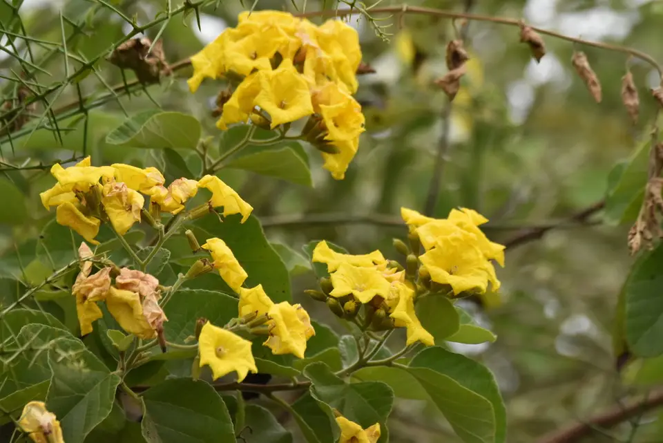 Yellow Geiger (Cordia lutea)