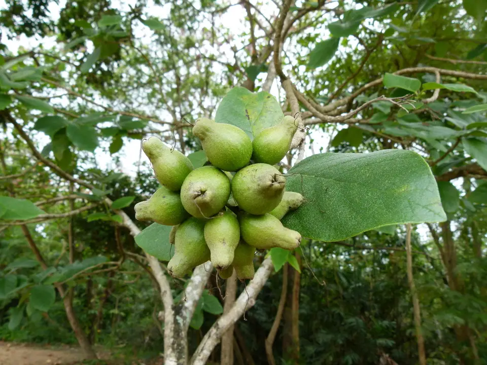 Scarlet Cordia (Cordia sebestena)