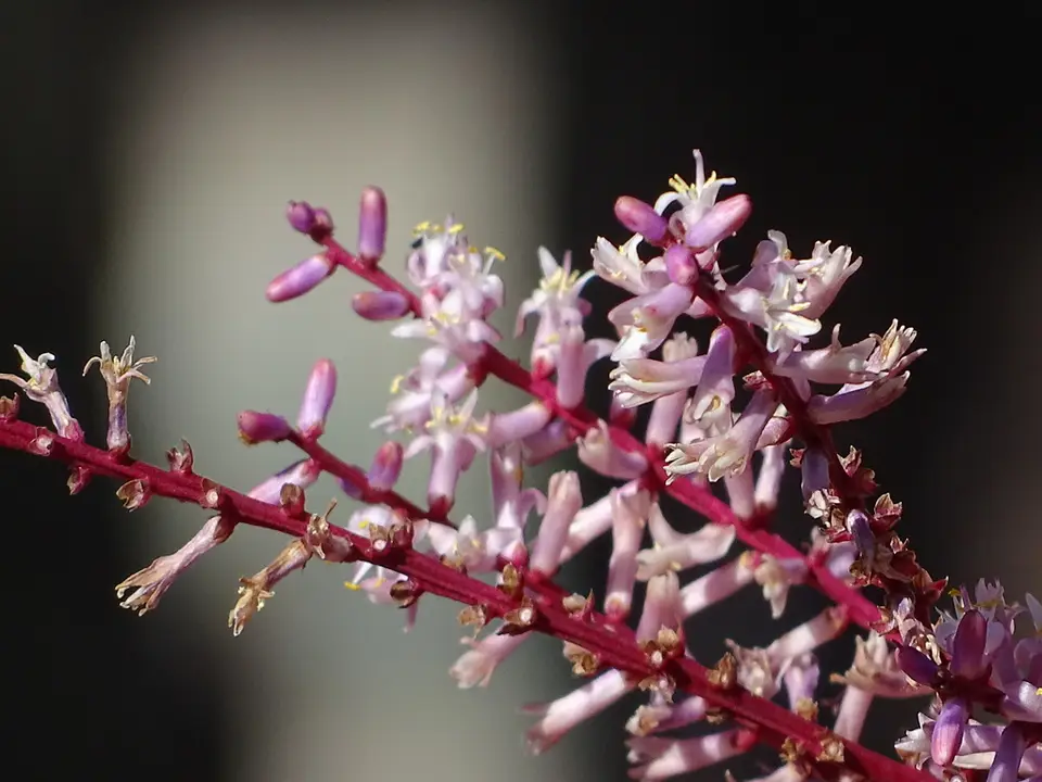 Ti (Cordyline fruticosa)
