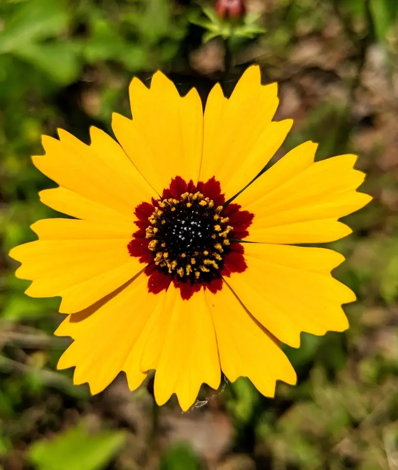Golden Wave Tickseed (Coreopsis basalis)