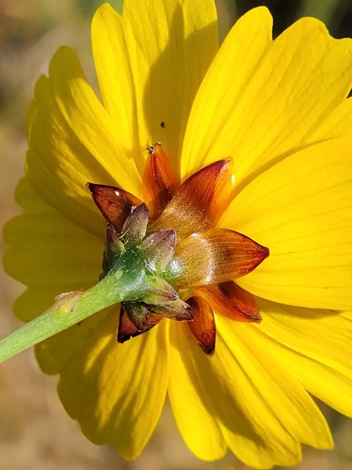 Florida Tickseed (Coreopsis floridana)