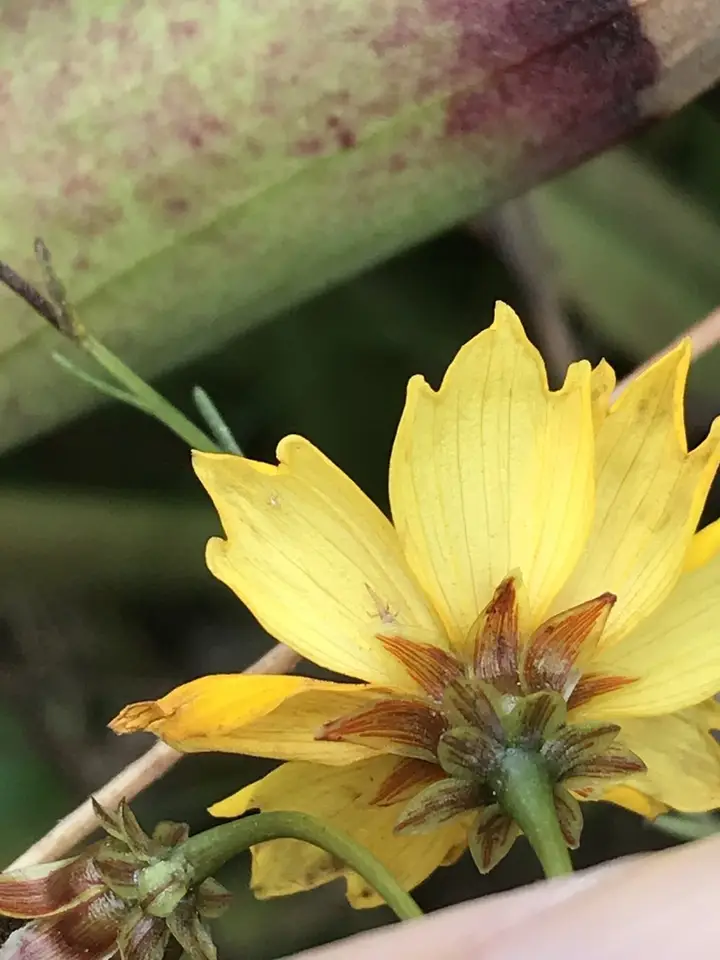Coastal Plain Tickseed (Coreopsis gladiata)