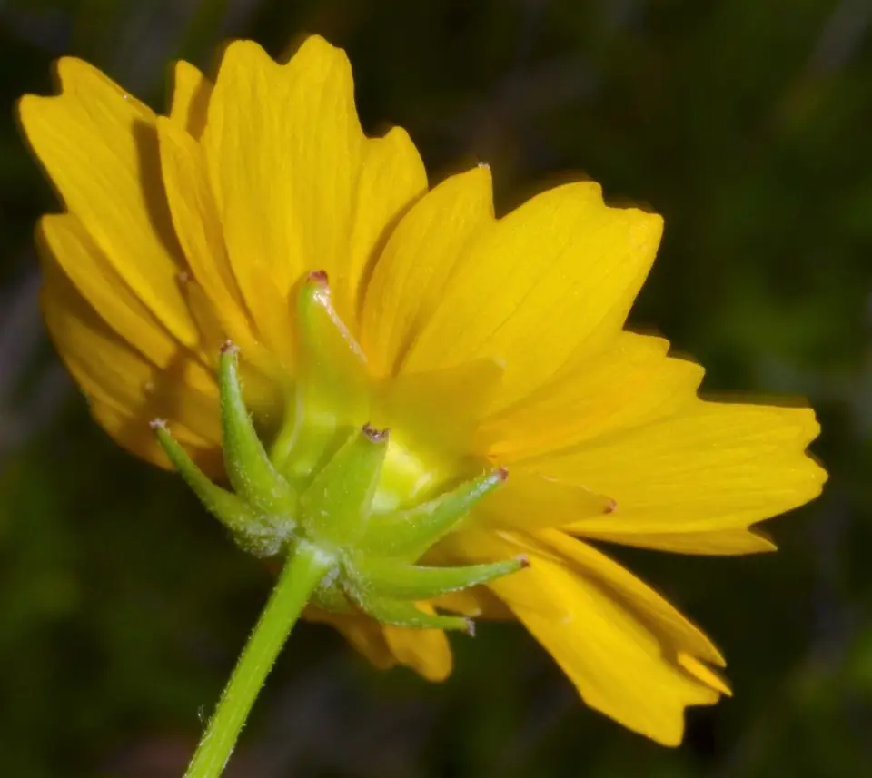 Large-Flowered Tickseed (Coreopsis grandiflora)
