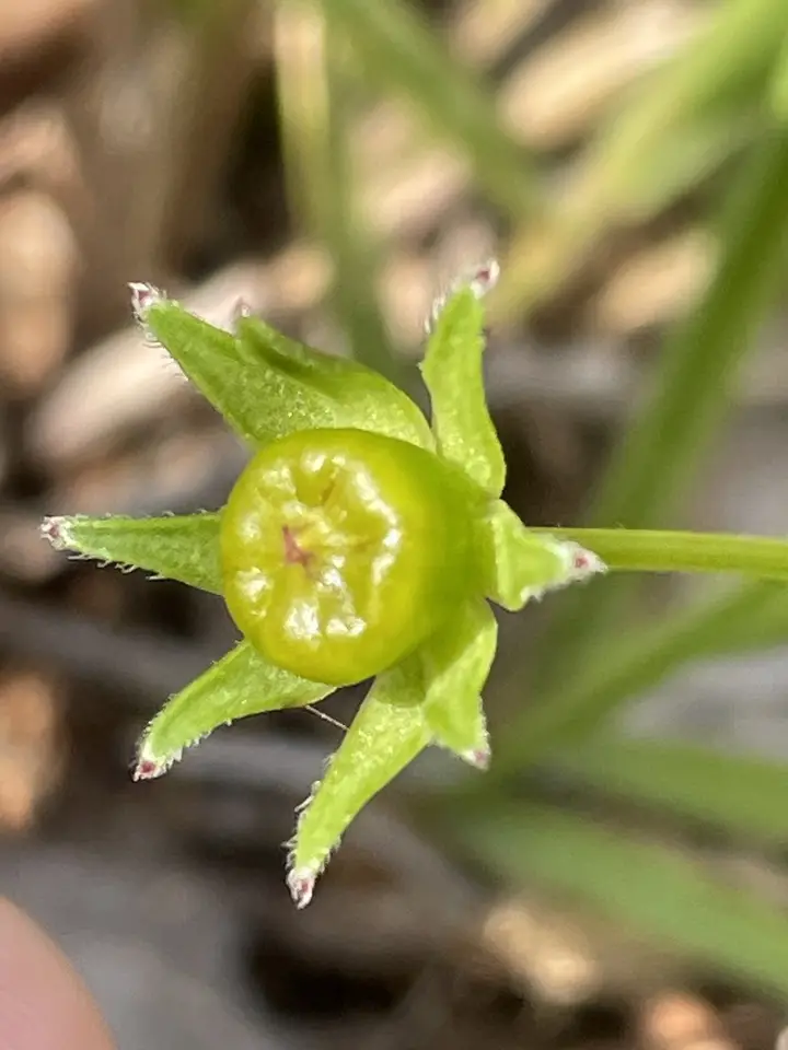 Lance-Leaved Coreopsis (Coreopsis lanceolata)