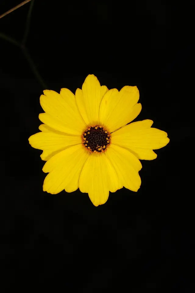 Leavenworth's Tickseed (Coreopsis leavenworthii)