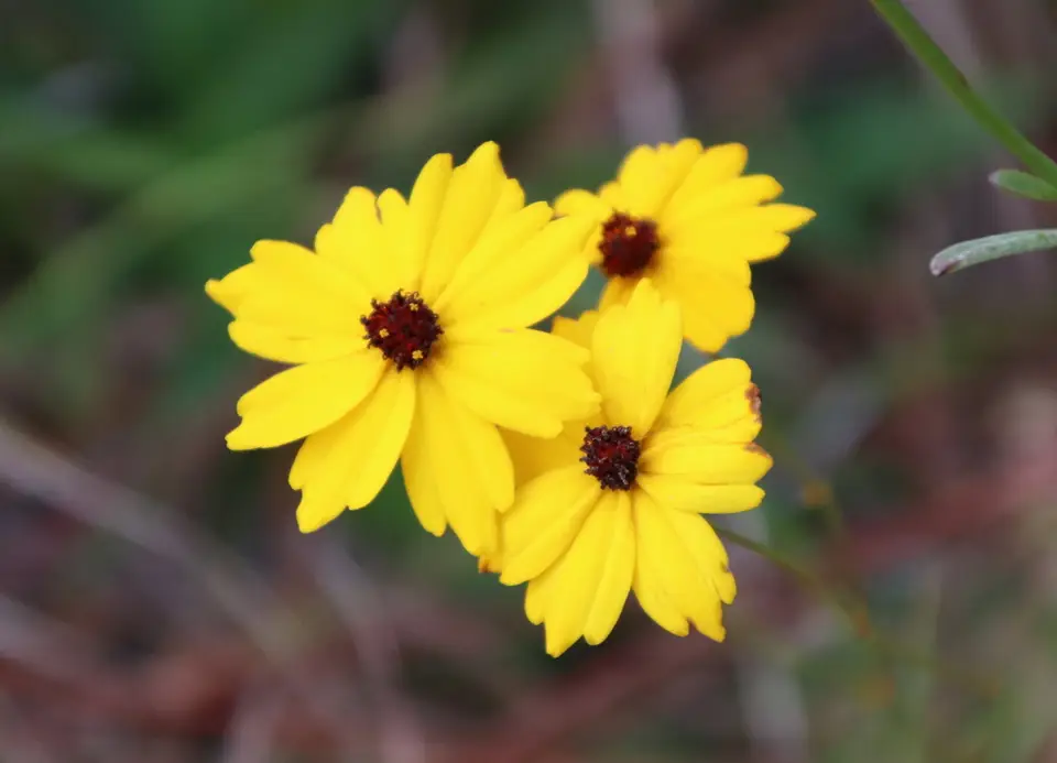 Texas Tickseed (Coreopsis linifolia)