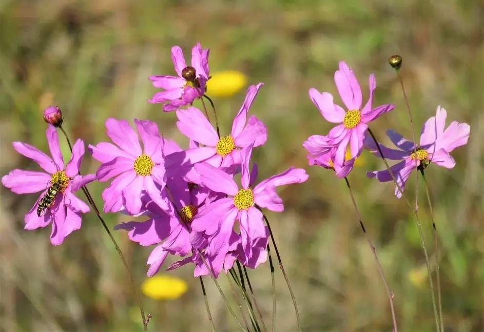 Georgia Tickseed (Coreopsis nudata)