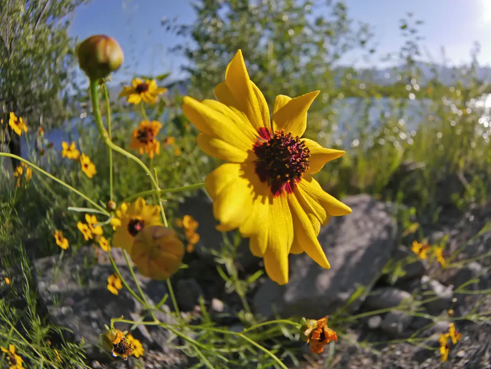 Plains Coreopsis (Coreopsis tinctoria)
