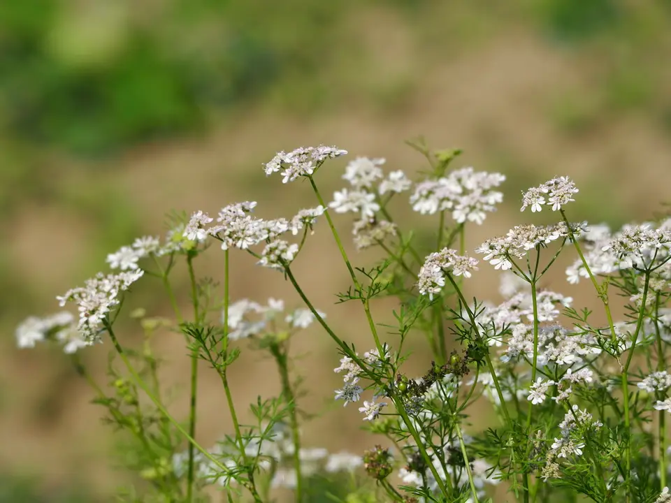 Coriander (Coriandrum sativum)