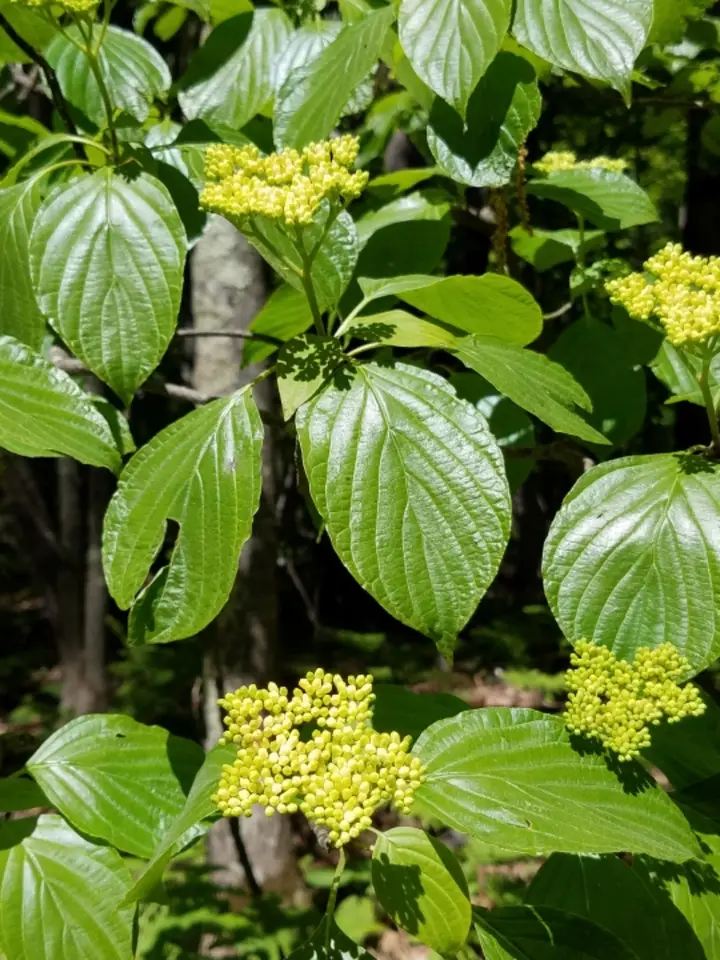 Alternate-Leaved Dogwood (Cornus alternifolia)