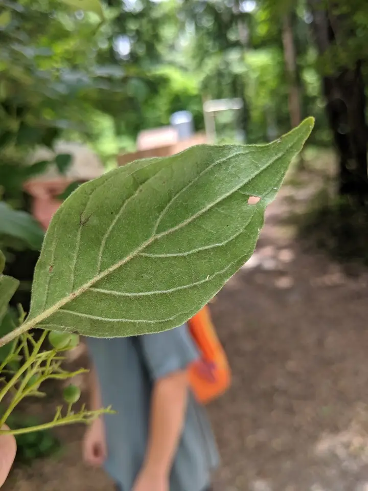 Toughleaf Dogwood (Cornus asperifolia)
