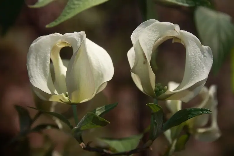 Flowering Dogwood (Cornus florida)