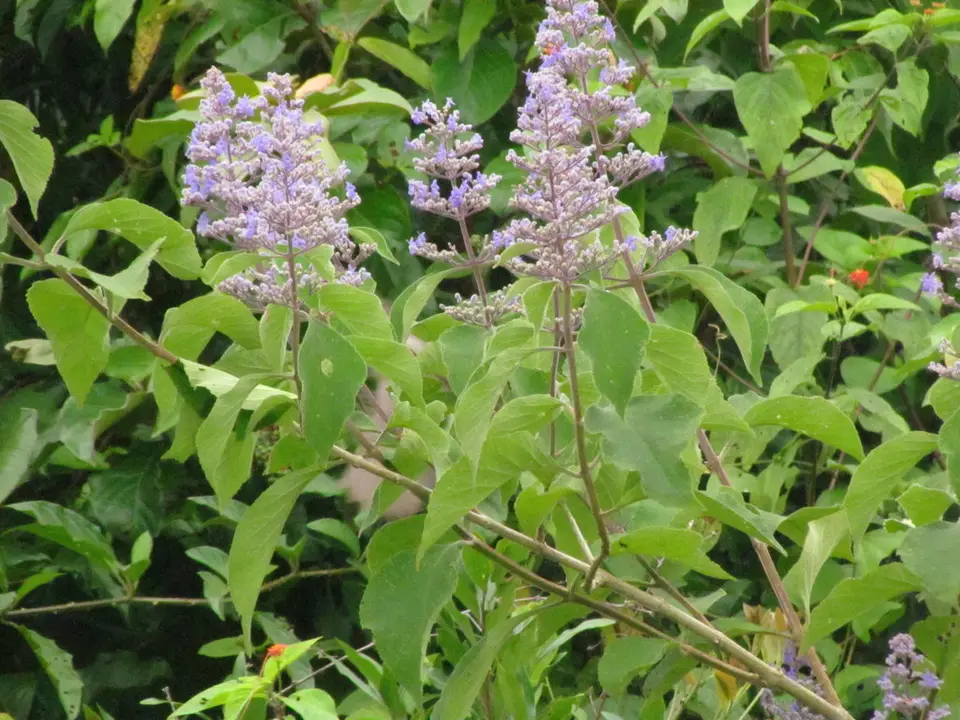 Lavender Cortunia (Cornutia pyramidata)
