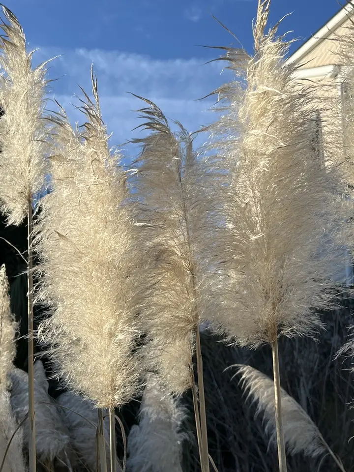 Pampas Grass (Cortaderia selloana)