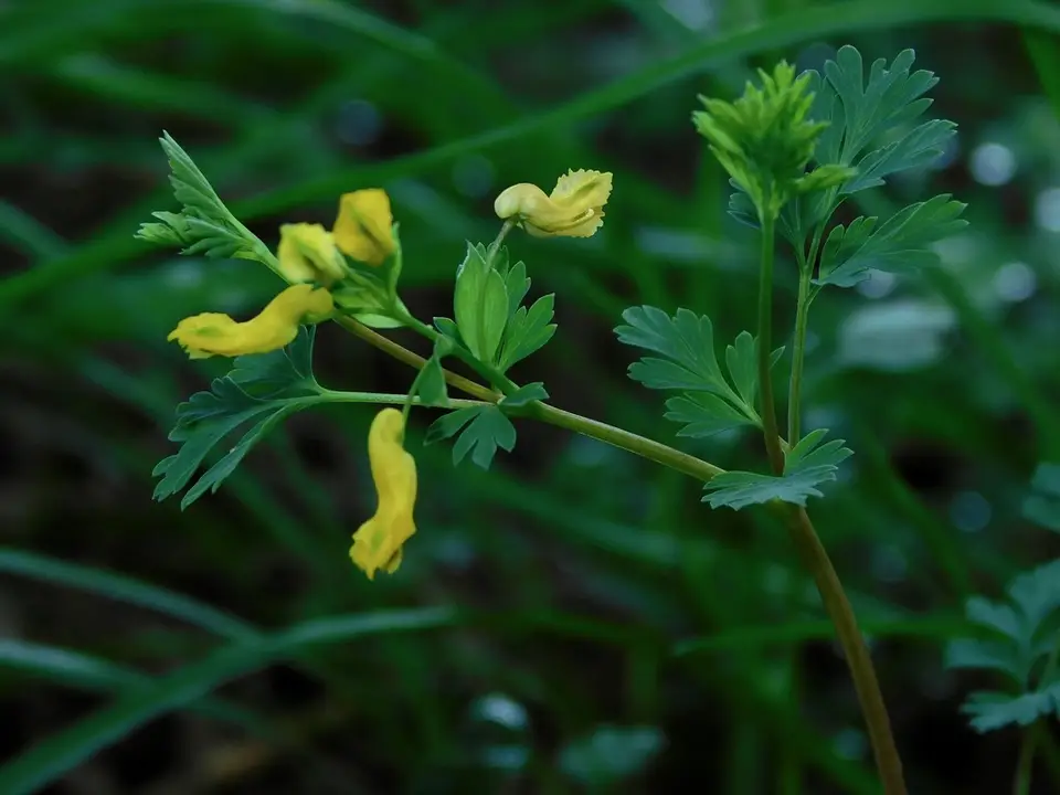Yellow Corydalis (Corydalis flavula)