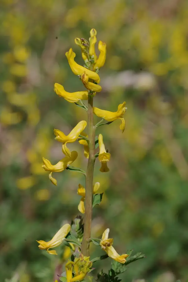 Southern Fumewort (Corydalis halei)
