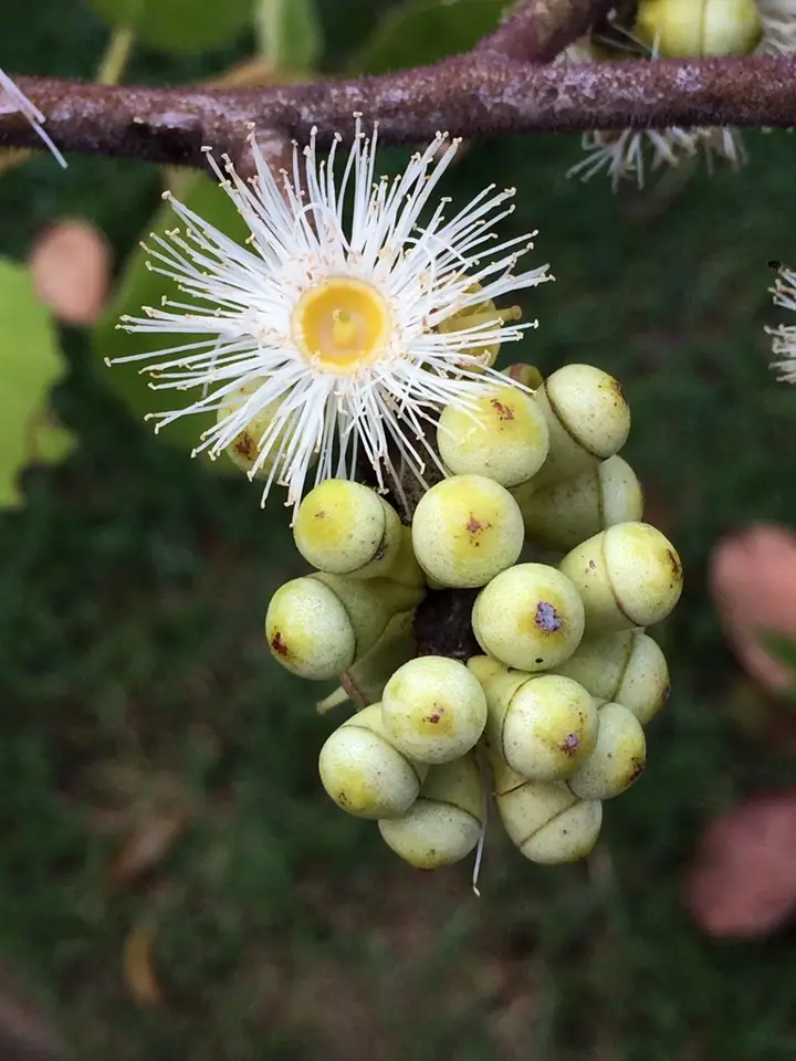 Cadaghi (Corymbia torelliana)
