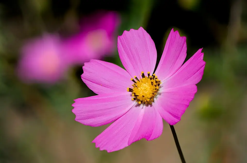 Garden Cosmos (Cosmos bipinnatus)