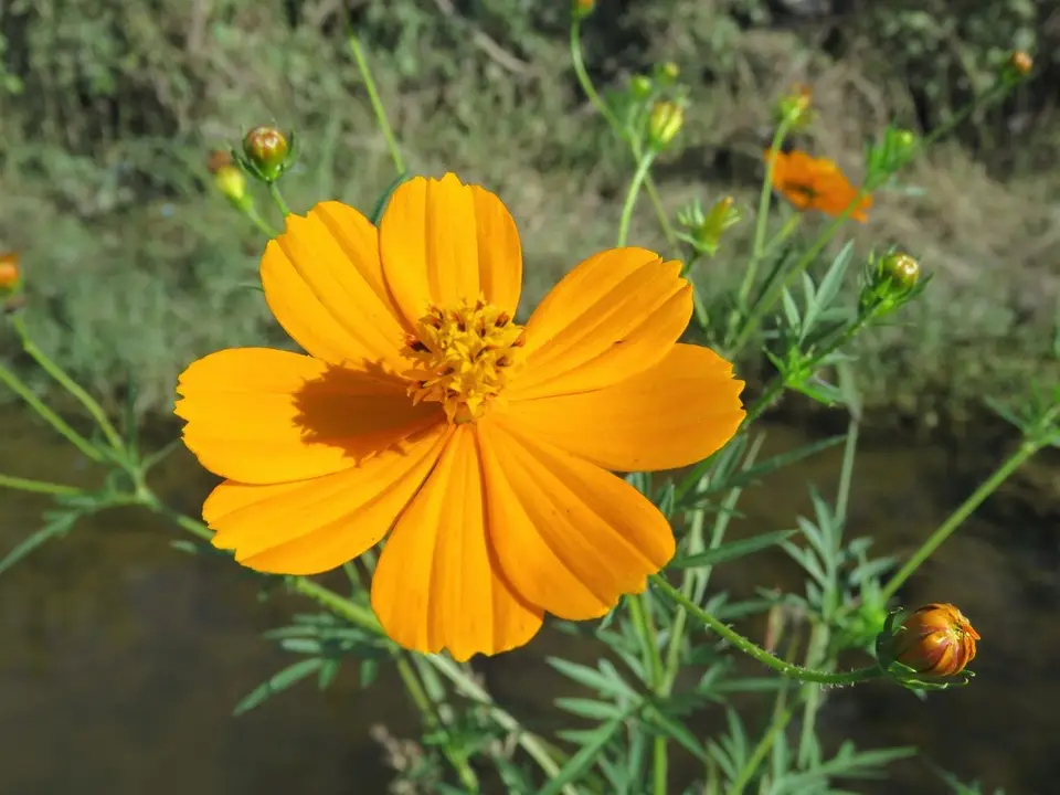 Yellow Cosmos (Cosmos sulphureus)