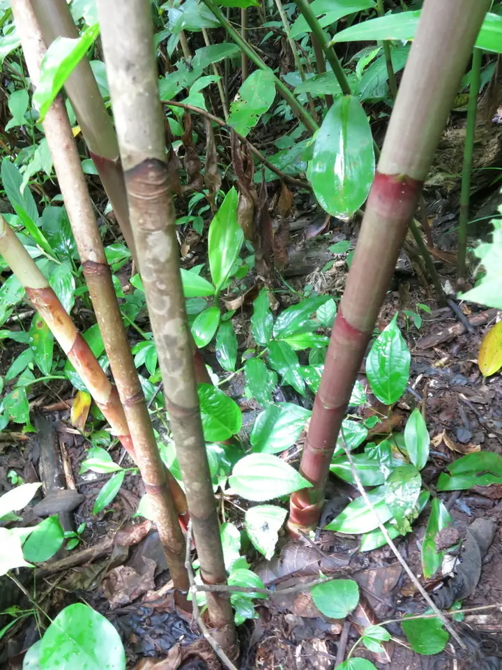 Red Tower Ginger (Costus comosus)