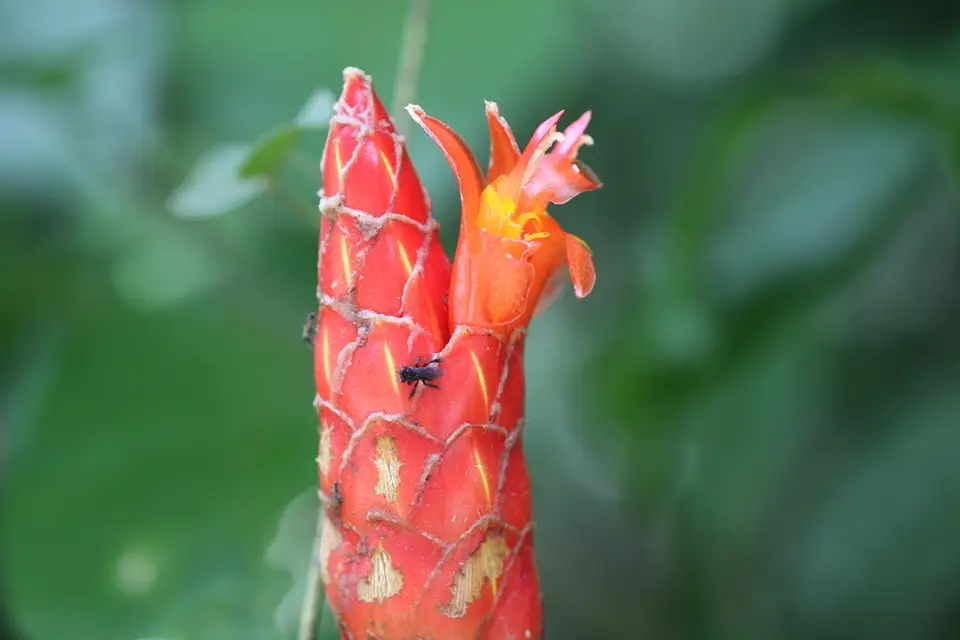 Red Cigar (Costus pulverulentus)