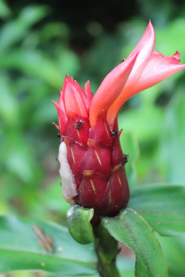 Indian Head Ginger (Costus scaber)