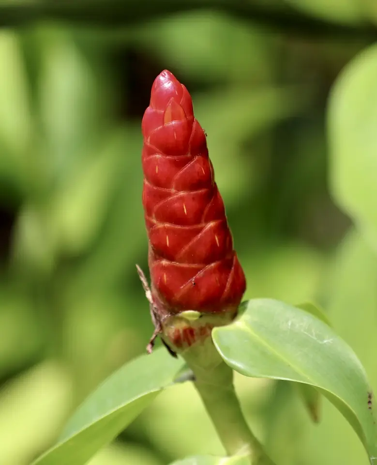 Red Button Ginger (Costus woodsonii)