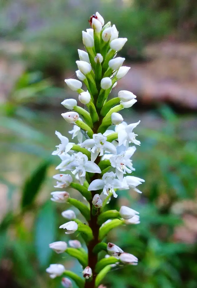 Mossy Helmet Orchid (Cranichis muscosa)
