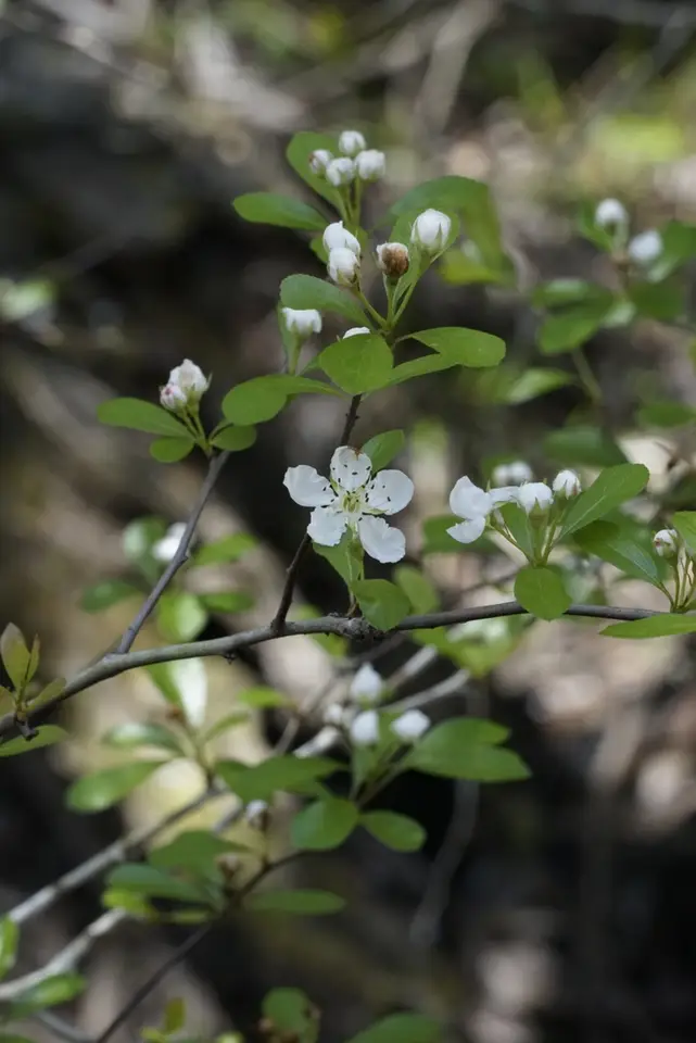 Eastern Mayhaw (Crataegus aestivalis)