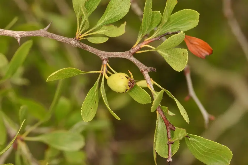 Pensacola Hawthorn (Crataegus lacrimata)