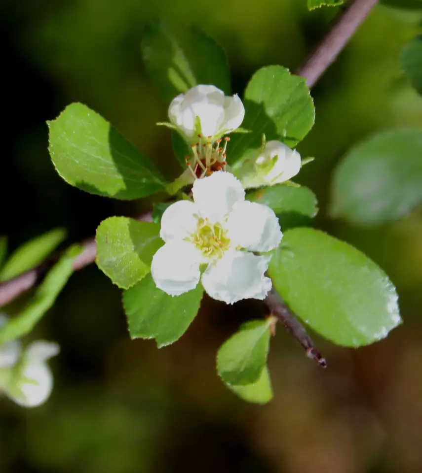 Sandhill Hawthorn (Crataegus lassa)