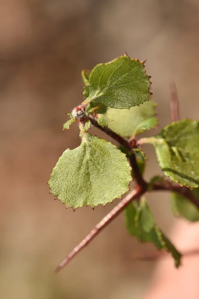 Pygmy Hawthorn (Crataegus lepida)