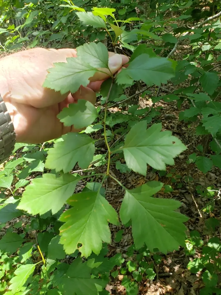 Beautiful Hawthorn (Crataegus pulcherrima)