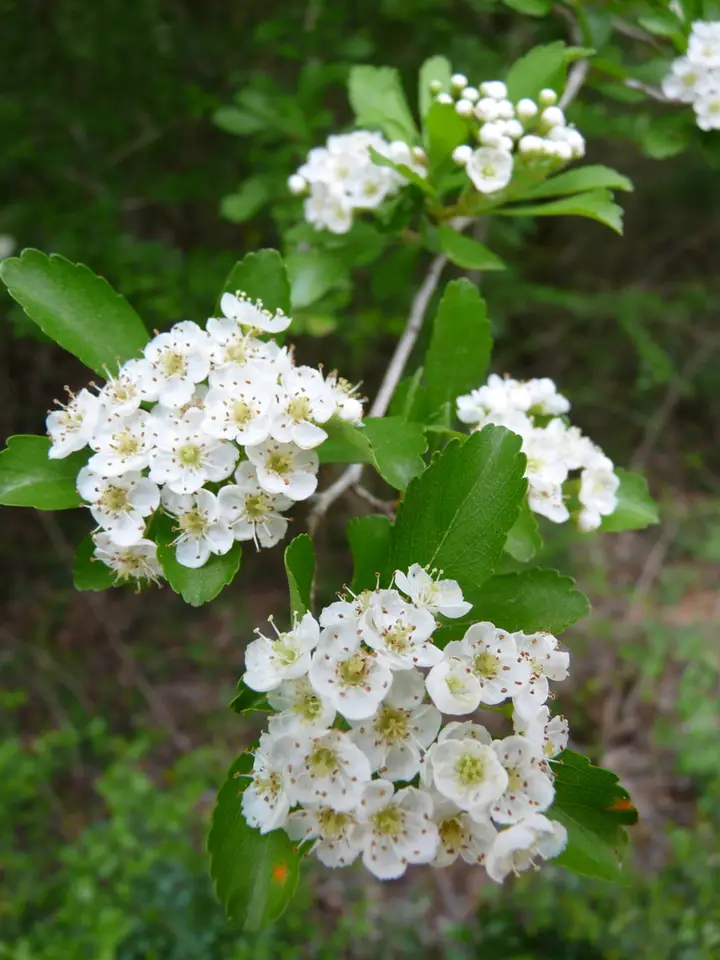 Littlehip Hawthorn (Crataegus spathulata)