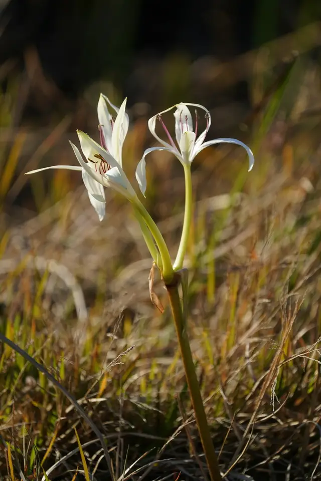 Southern Swamp Crinum (Crinum americanum)