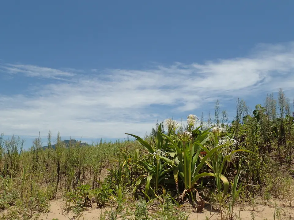 Tree Crinum (Crinum asiaticum)