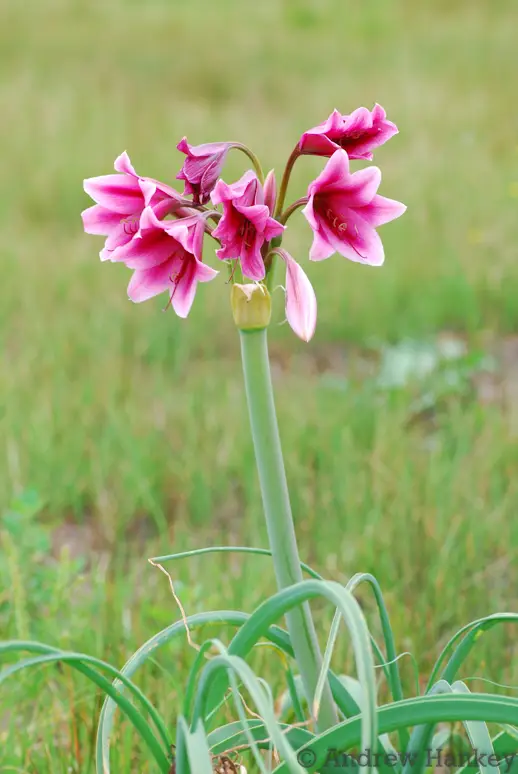Orange River Swamplily (Crinum bulbispermum)