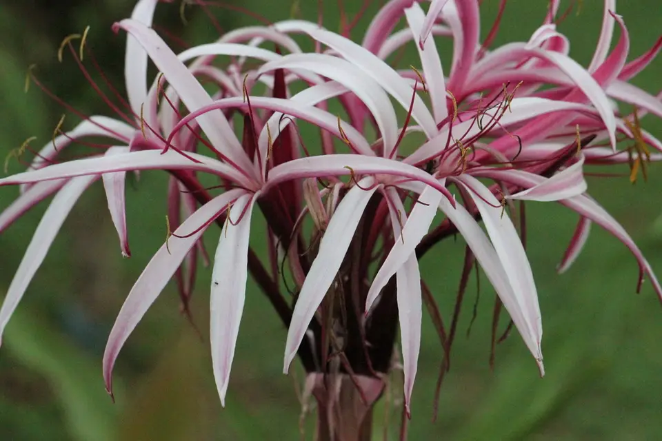 Giant Spider Lily (Crinum × amabile)