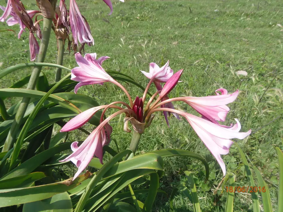 Powell's Swamp Lily (Crinum × powellii)