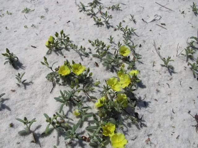 Coastalsand Frostweed (Crocanthemum arenicola)
