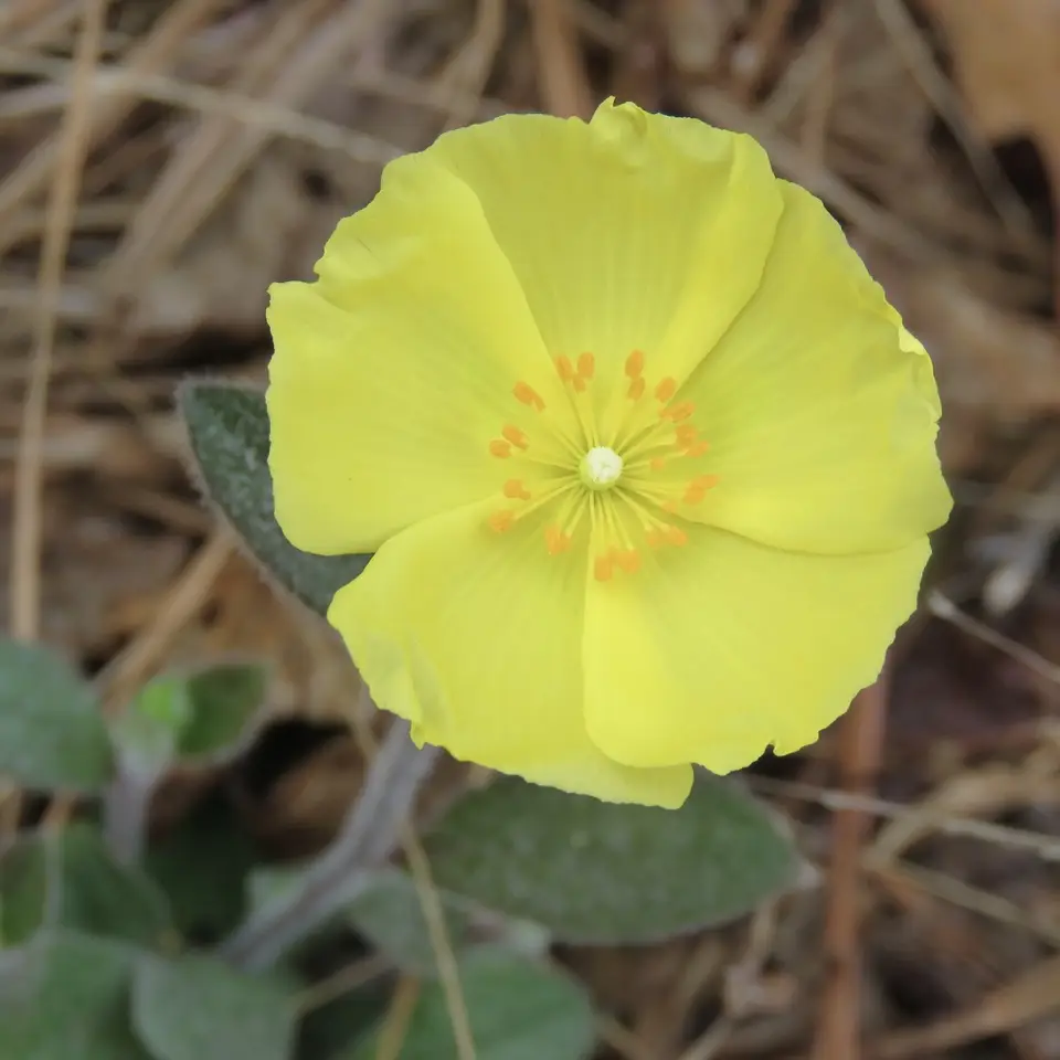 Carolina Rockrose (Crocanthemum carolinianum)