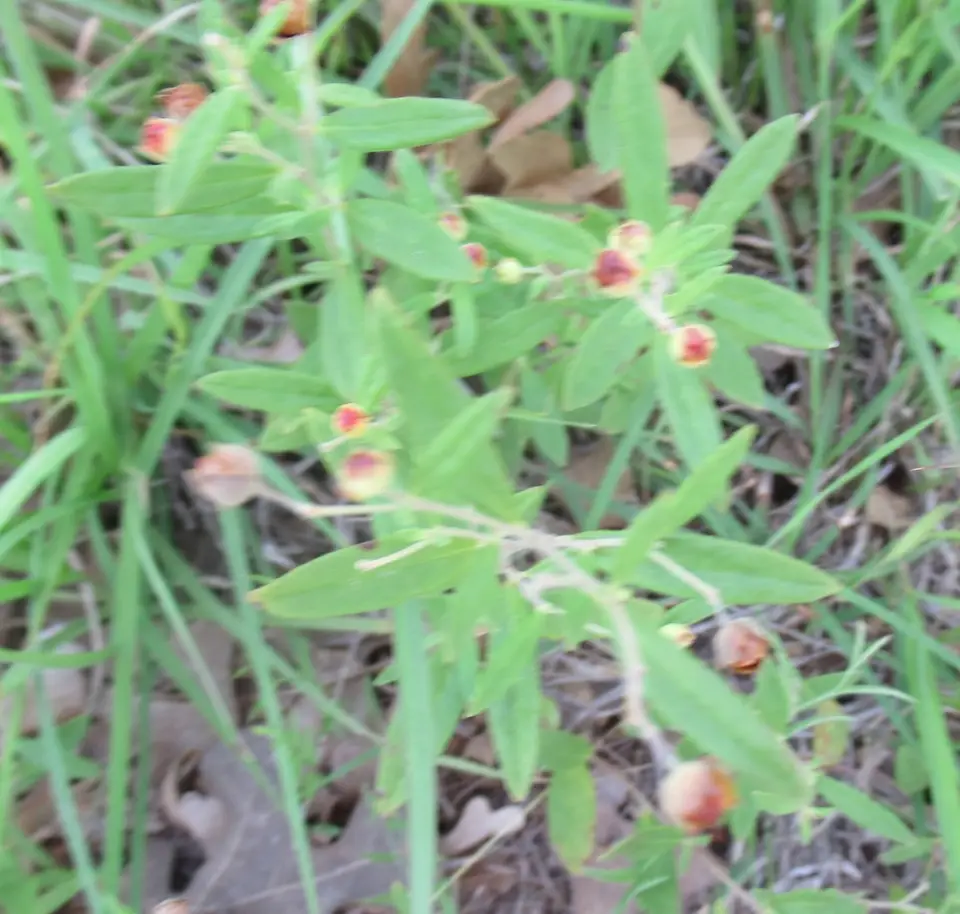 Georgia Frostweed (Crocanthemum georgianum)