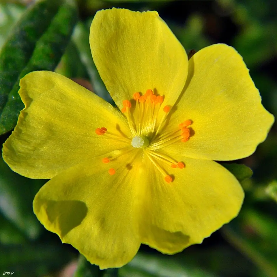 Florida Scrub Frostweed (Crocanthemum nashii)