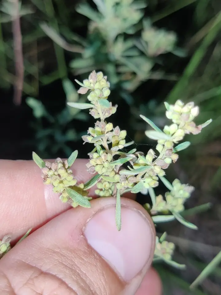 Rosemary Frostweed (Crocanthemum rosmarinifolium)
