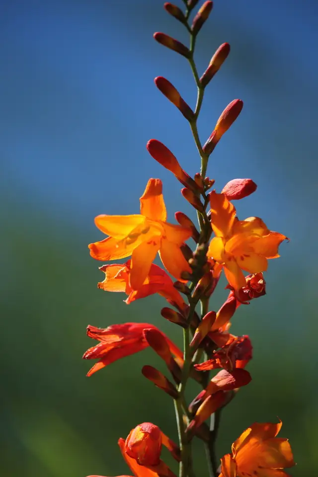 Garden Montbretia (Crocosmia × crocosmiiflora)